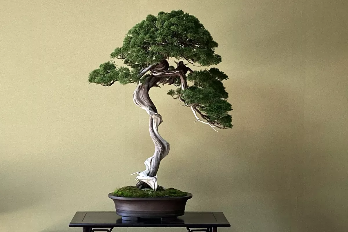 日本: 盆景盗窃案激增，小型树木受欢迎度上升